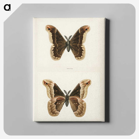 1-17_Moths-and-Butterflies-of-the-United-States_canvas
