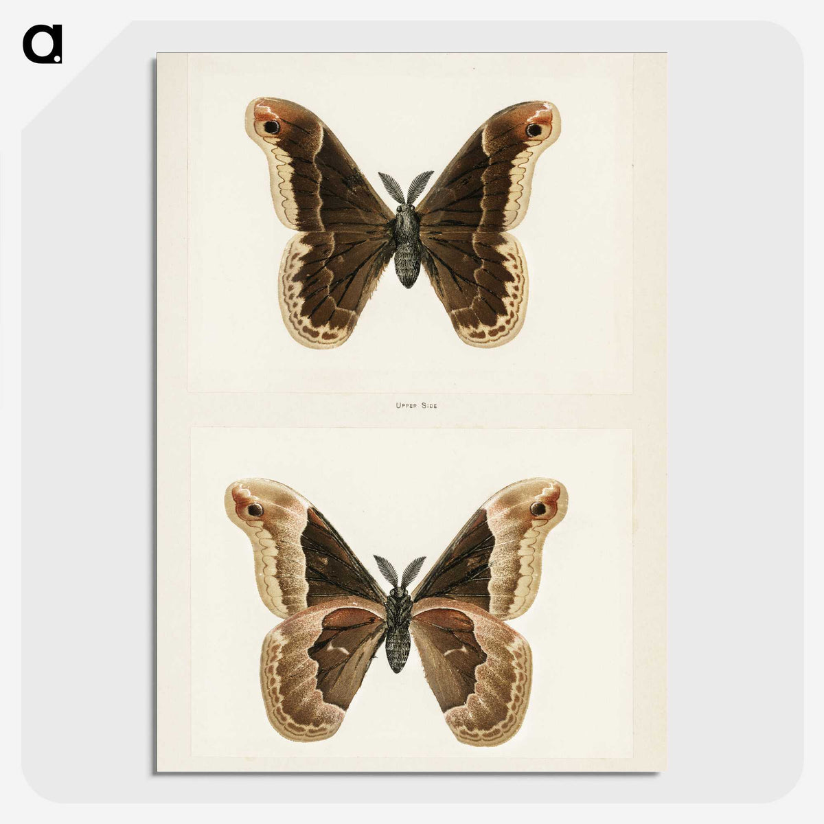 1-17_Moths-and-Butterflies-of-the-United-States_picture-crop