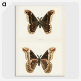 1-17_Moths-and-Butterflies-of-the-United-States_picture-crop