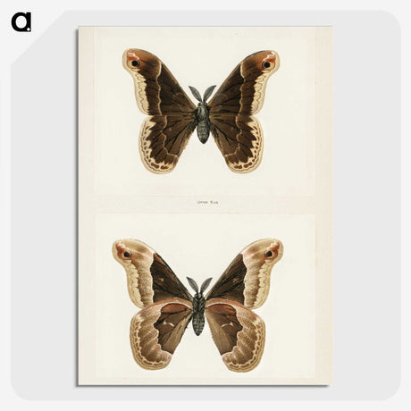 1-17_Moths-and-Butterflies-of-the-United-States_picture-crop