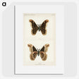 1-17_Moths-and-Butterflies-of-the-United-States_picture