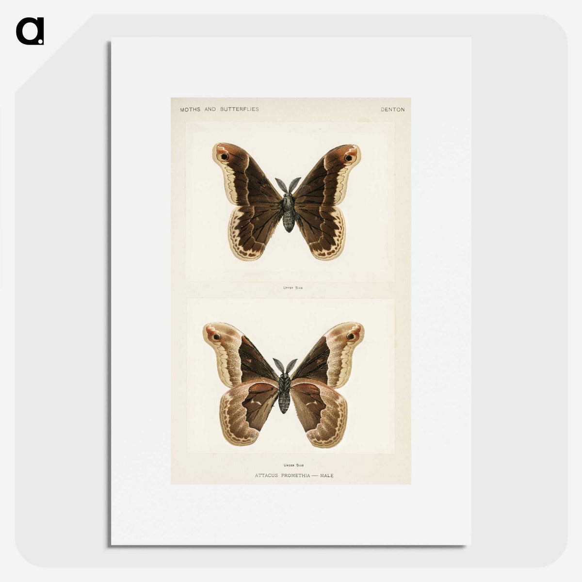 1-17_Moths-and-Butterflies-of-the-United-States_picture