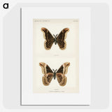 1-17_Moths-and-Butterflies-of-the-United-States_picture