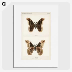1-17_Moths-and-Butterflies-of-the-United-States_picture