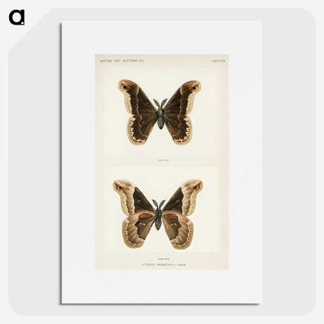 1-17_Moths-and-Butterflies-of-the-United-States_picture