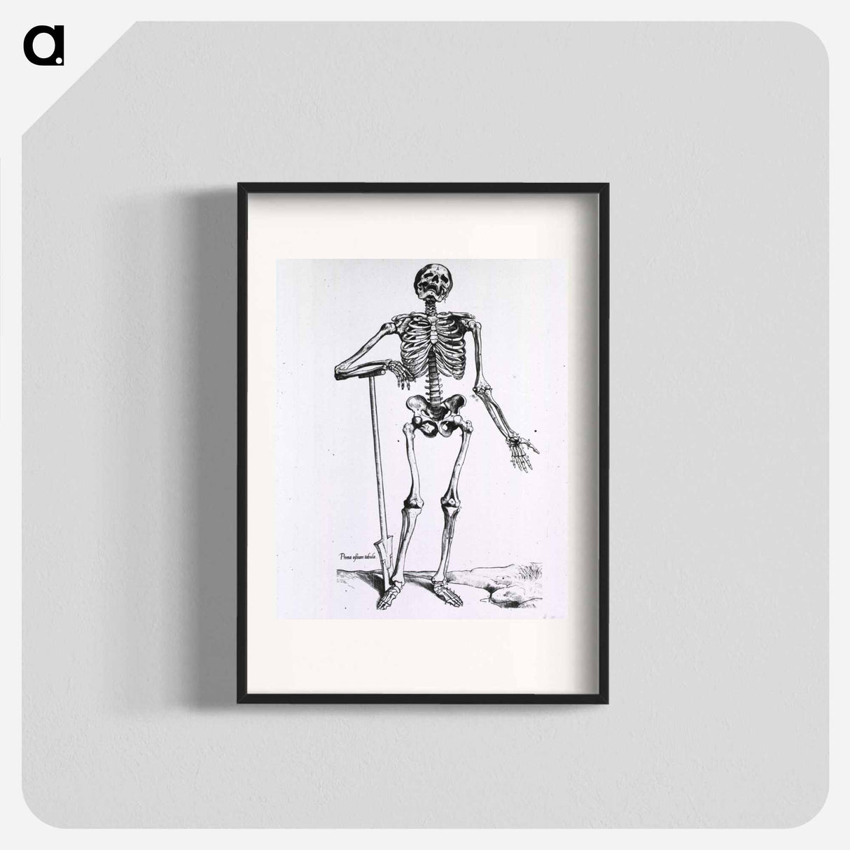 アートポスター-Anatomical Skeleton
 - 国立医学図書館 Poster.