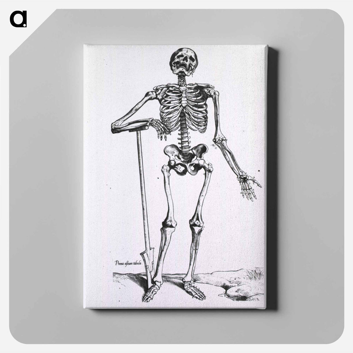 アートパネル-Anatomical Skeleton
 - 国立医学図書館 Canvas.