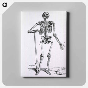アートパネル-Anatomical Skeleton
 - 国立医学図書館 Canvas.