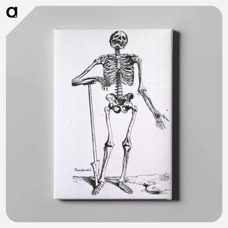 アートパネル-Anatomical Skeleton
 - 国立医学図書館 Canvas.
