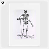 アートポスター-Anatomical Skeleton
 - 国立医学図書館 Poster.