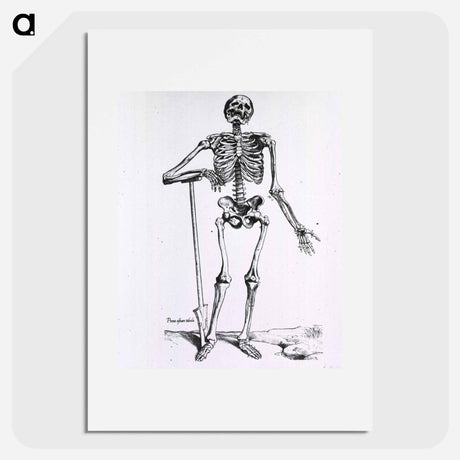 アートポスター-Anatomical Skeleton
 - 国立医学図書館 Poster.
