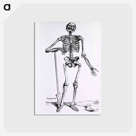 アートポストカード-Anatomical Skeleton
 - 国立医学図書館 Postcard.