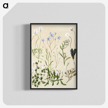 1-17_Native-Flowering-Plants-of-New-Zealand_blk-crop
