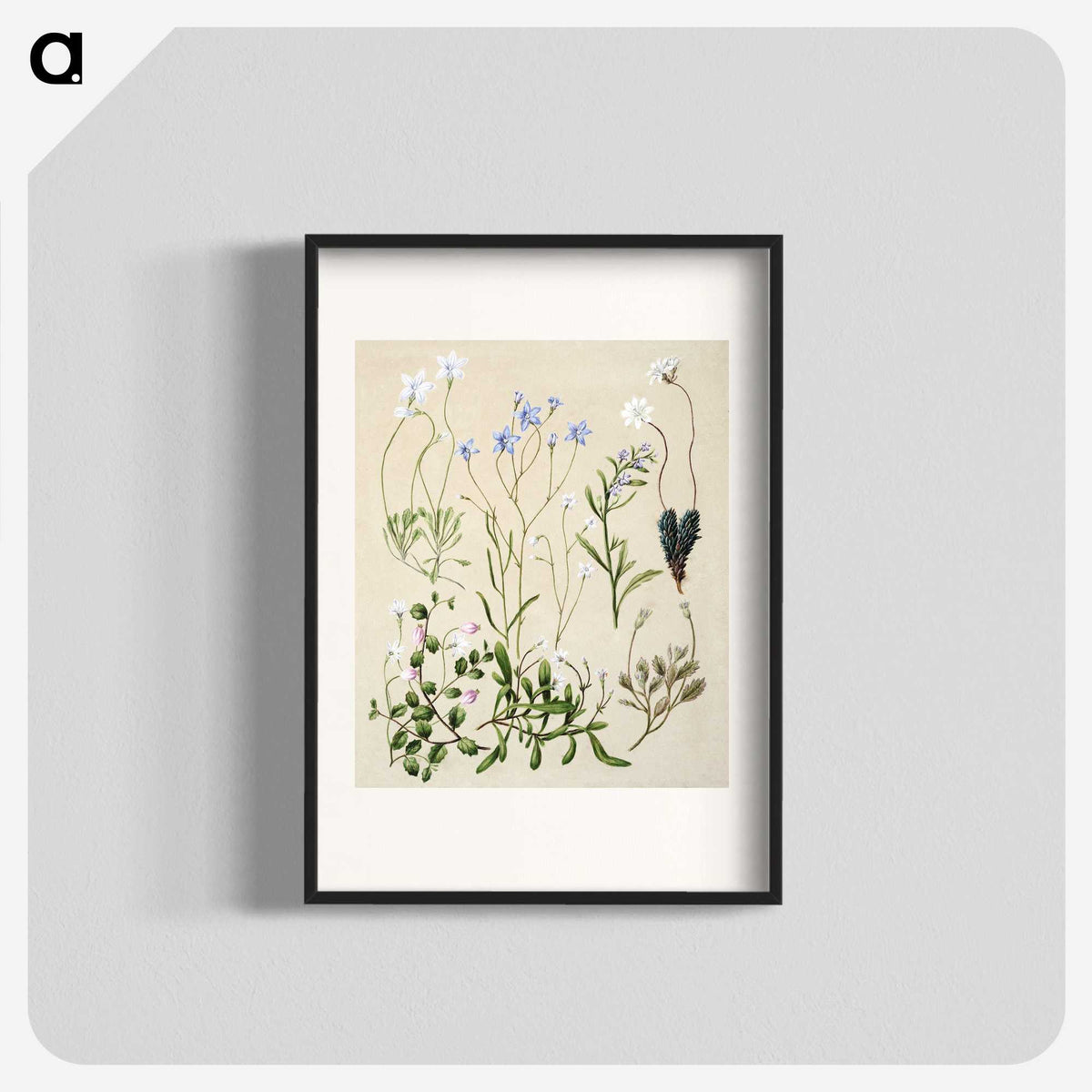 1-17_Native-Flowering-Plants-of-New-Zealand_blk
