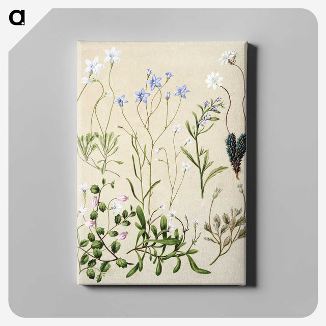 1-17_Native-Flowering-Plants-of-New-Zealand_canvas