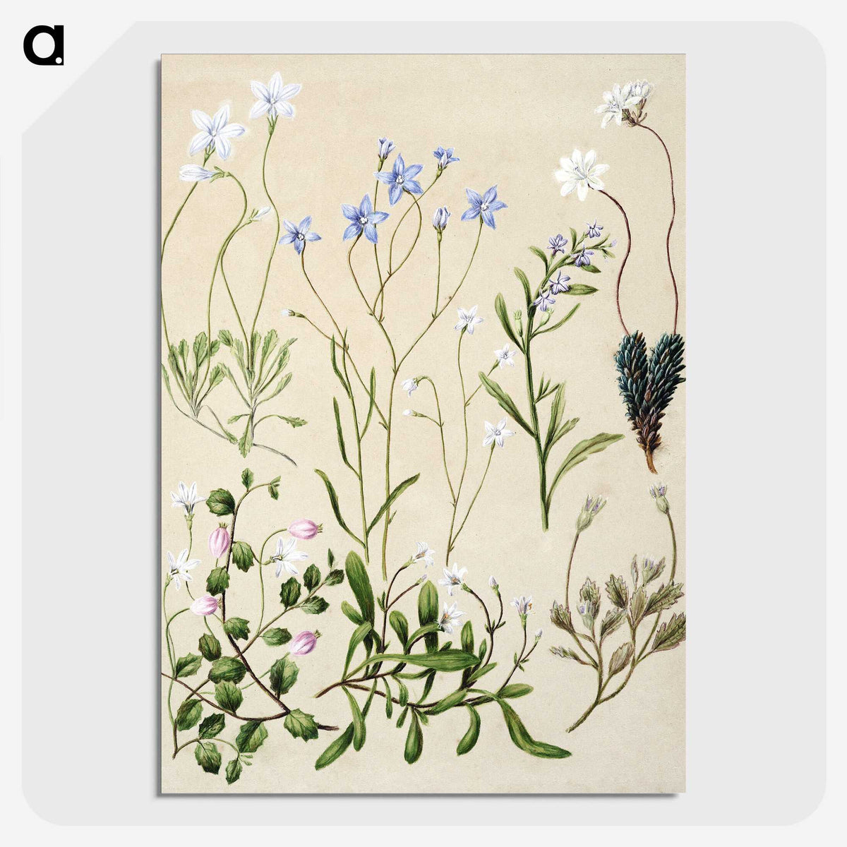 1-17_Native-Flowering-Plants-of-New-Zealand_picture-crop