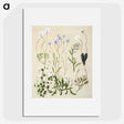 1-17_Native-Flowering-Plants-of-New-Zealand_picture
