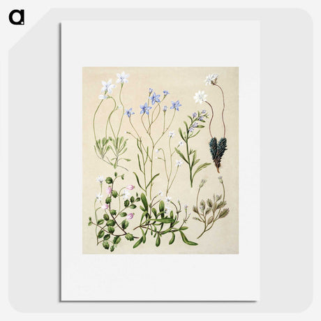 1-17_Native-Flowering-Plants-of-New-Zealand_picture