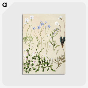 1-17_Native-Flowering-Plants-of-New-Zealand_postcard