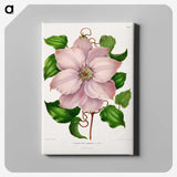 1-17_Nederlandsche-Flora-en-Pomona_canvas