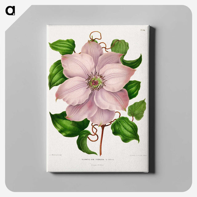 1-17_Nederlandsche-Flora-en-Pomona_canvas