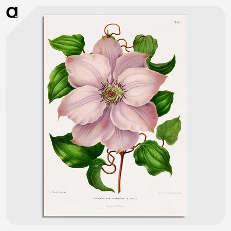 1-17_Nederlandsche-Flora-en-Pomona_picture-crop