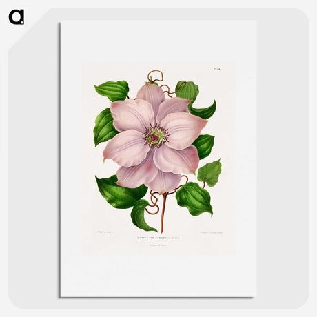 1-17_Nederlandsche-Flora-en-Pomona_picture