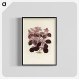 1-17_New-and-Rare-Beautiful-Leaved-Plants_blk-crop