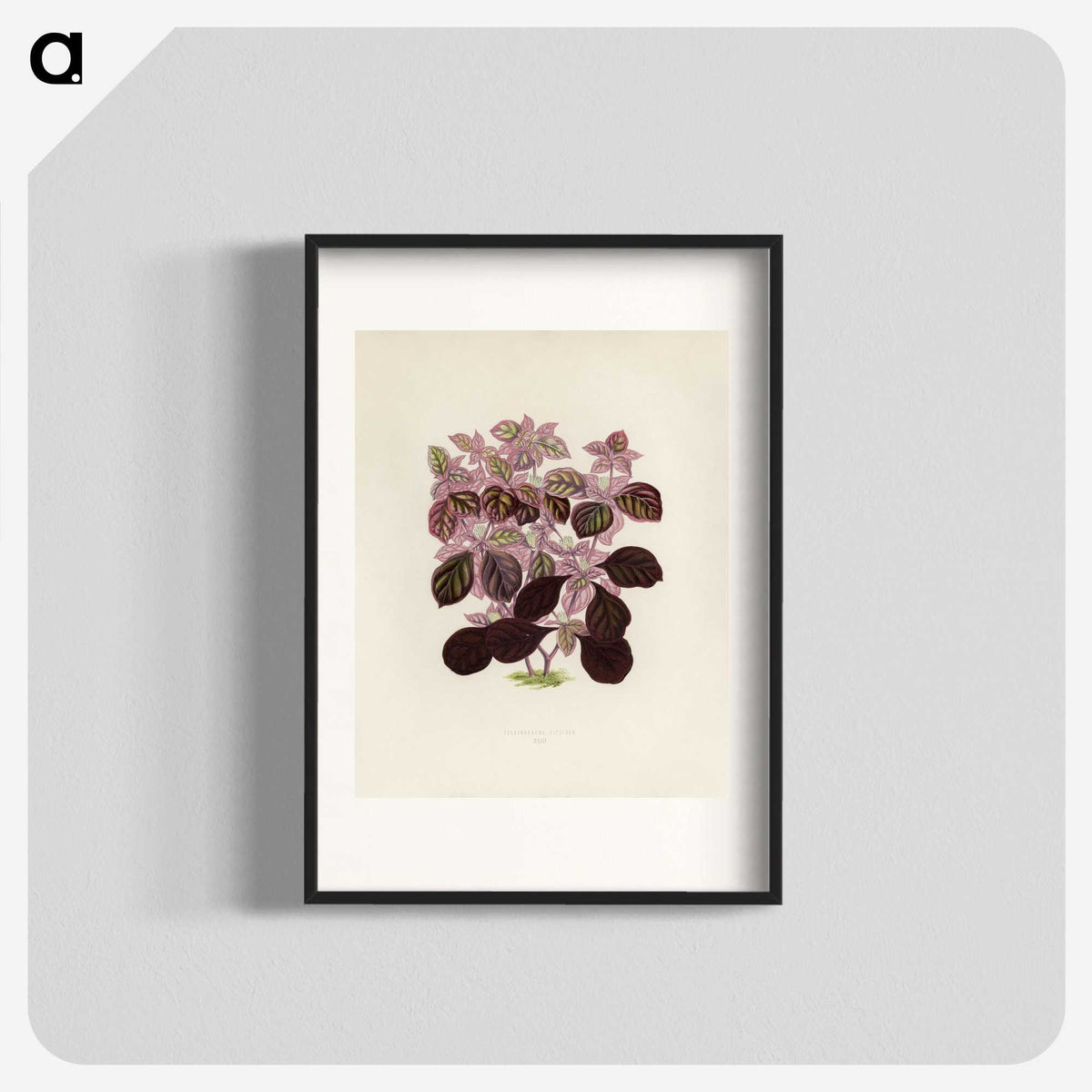 1-17_New-and-Rare-Beautiful-Leaved-Plants_blk