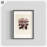 1-17_New-and-Rare-Beautiful-Leaved-Plants_blk