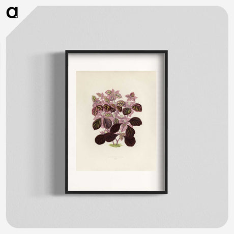 1-17_New-and-Rare-Beautiful-Leaved-Plants_blk