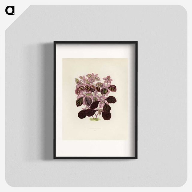 1-17_New-and-Rare-Beautiful-Leaved-Plants_blk