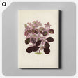1-17_New-and-Rare-Beautiful-Leaved-Plants_canvas
