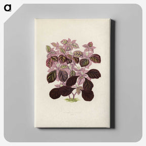 1-17_New-and-Rare-Beautiful-Leaved-Plants_canvas