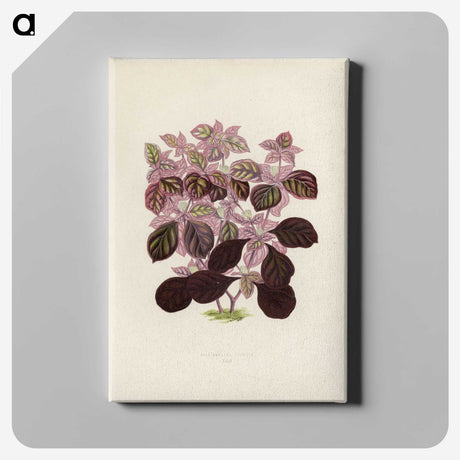 1-17_New-and-Rare-Beautiful-Leaved-Plants_canvas