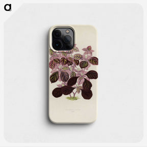 1-17_New-and-Rare-Beautiful-Leaved-Plants_phone