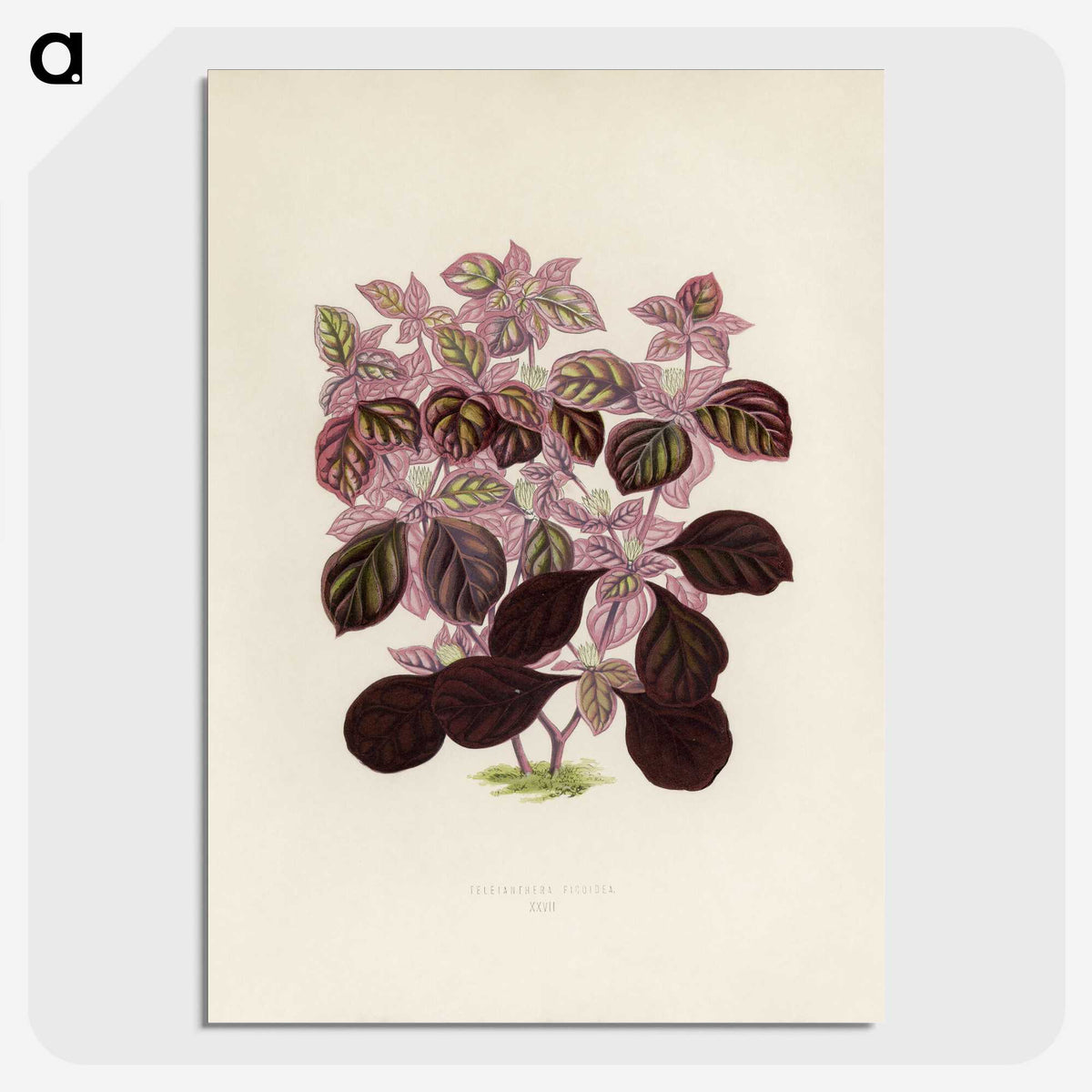 1-17_New-and-Rare-Beautiful-Leaved-Plants_picture-crop