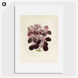1-17_New-and-Rare-Beautiful-Leaved-Plants_picture