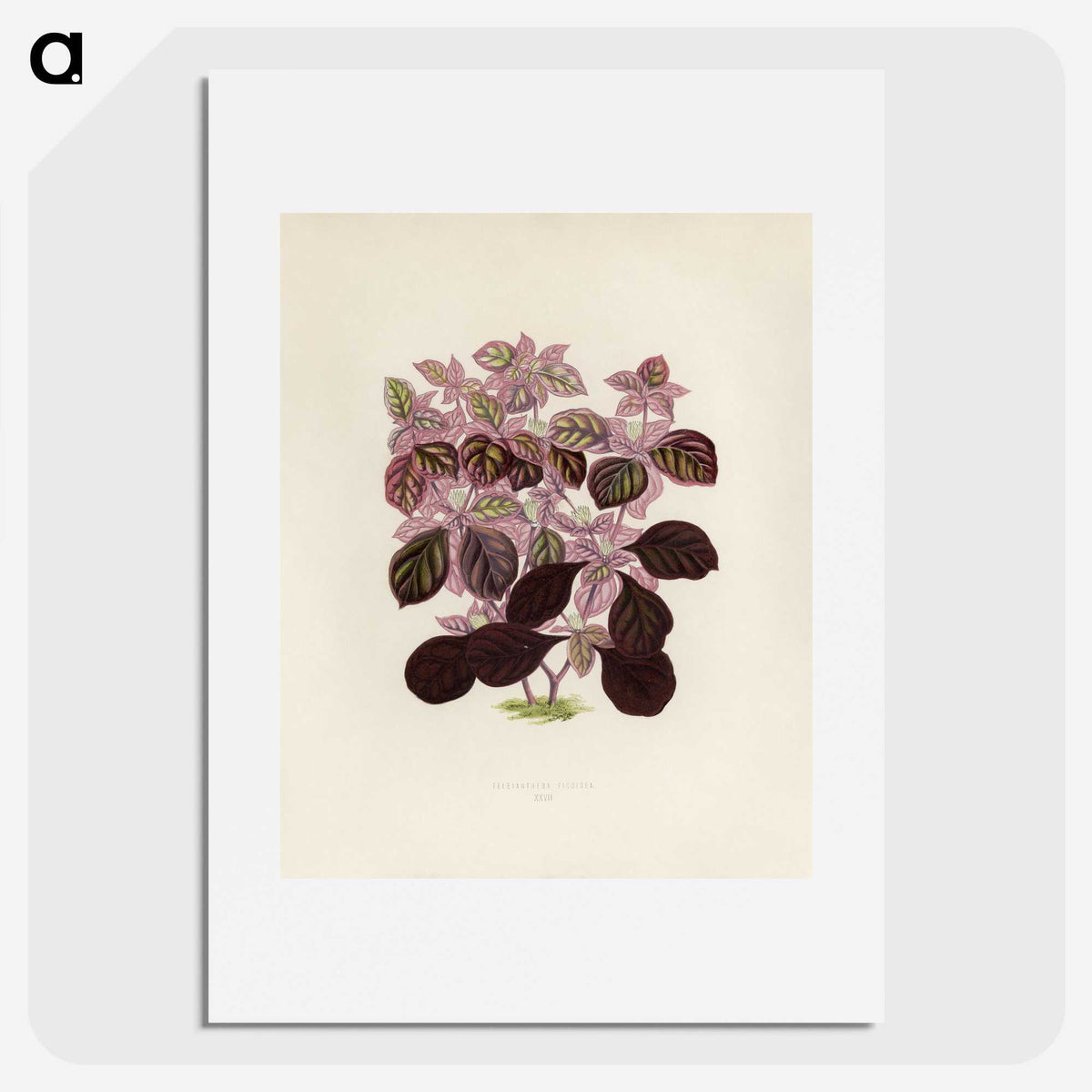 1-17_New-and-Rare-Beautiful-Leaved-Plants_picture