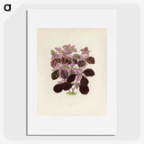 1-17_New-and-Rare-Beautiful-Leaved-Plants_picture