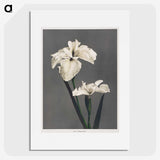 1-17_Ogawa-Kazumasa_picture