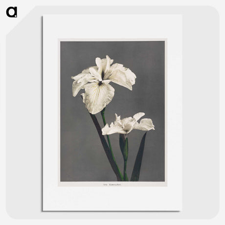 1-17_Ogawa-Kazumasa_picture