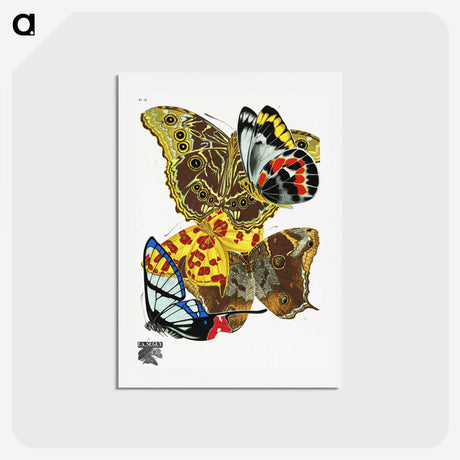 1-17_Papillons_hagaki
