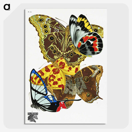 1-17_Papillons_picture-crop