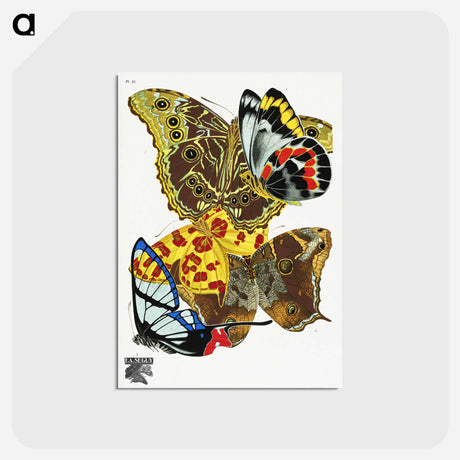 アートポストカード-Vintage Butterflies
 - パピヨン Postcard.