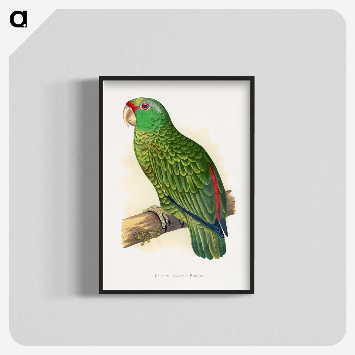 1-17_Parrots-in-Captivity_blk-crop