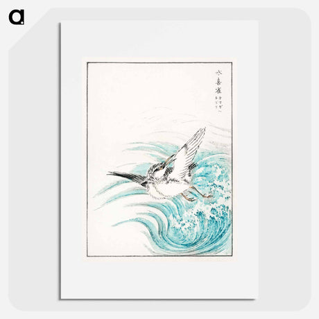 アートポスター-Mongolian Plover Illustration
 - 鳥類図鑑 Poster.