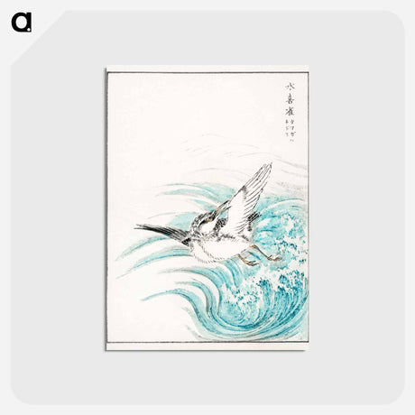 アートポストカード-Mongolian Plover Illustration
 - 鳥類図鑑 Postcard.