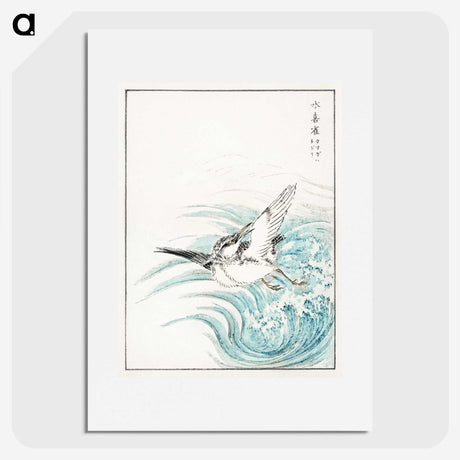 1-17_Pictorial-Monograph-of-Birds_picture