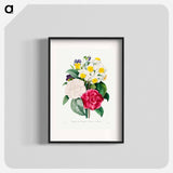 Camellia Narcissus and Pansy bouquet - ピエール ジョゼフ ルドゥーテ Poster.